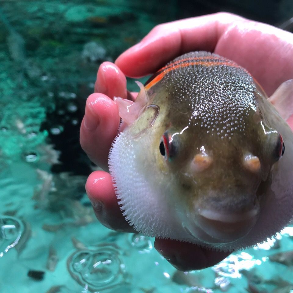 斑马狗头淡水弓斑河豚鱼麒麟毛毛巧克力潜水艇皇冠狗头红木瓜活体