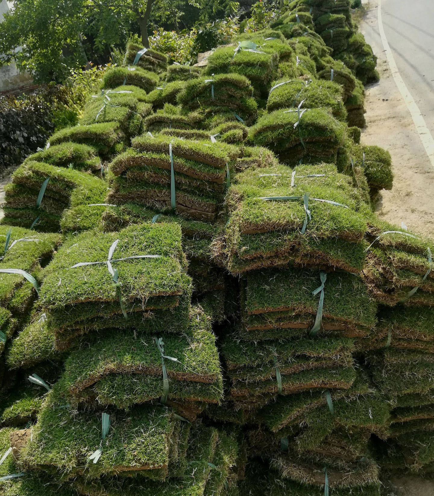 基地批发马尼拉草皮 四季青草坪 带土台湾草 工程绿化带泥真草坪