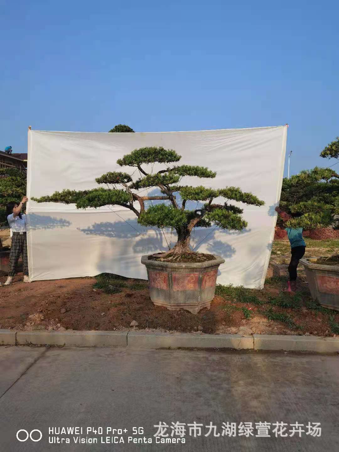 造型罗汉松价格 罗汉松盆景批发 临水罗汉松 长飘枝斜飘罗汉松