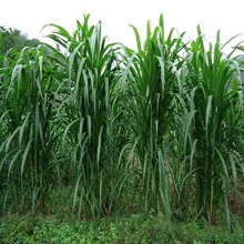 墨西哥玉米草种籽牧草种子猪牛多年生再生畜牧养殖喂鱼草种籽四季