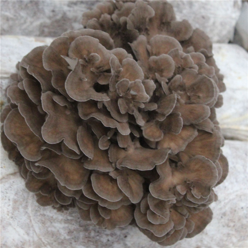 包邮灰树花 食用菌出菇包 产地批发灰树花厂家供应-阿里巴巴