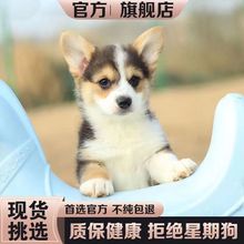 出售纯种双血统柯基幼犬活体威尔士双色三色柯基小型柯基犬宠物犬