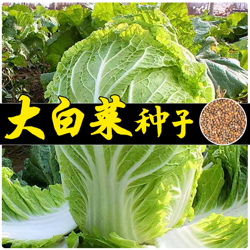黄金大白菜种子结球白菜美味抗病强黄芽菜黄心大白菜种籽蔬菜种孑