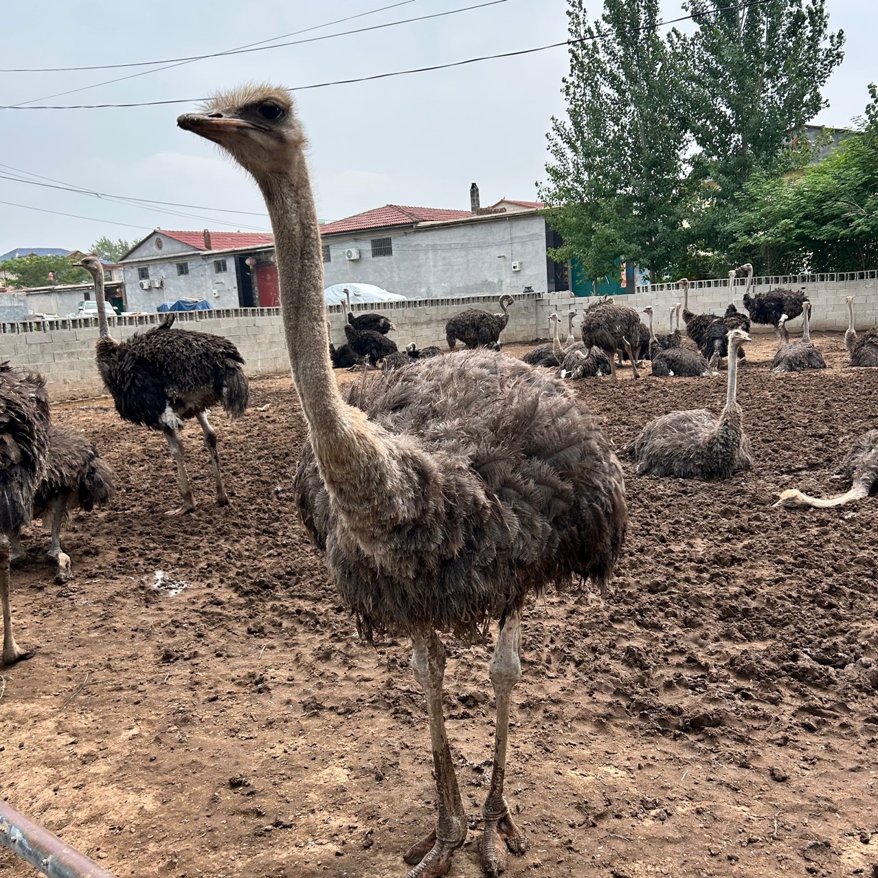 鸵鸟幼苗一对活苗非洲鸵鸟小崽脱温活体公母大成年非洲鸵鸟种