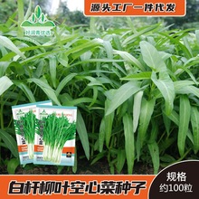 牛大力种植苗牛大力苗种子小叶中叶大叶南宁牛大力药材