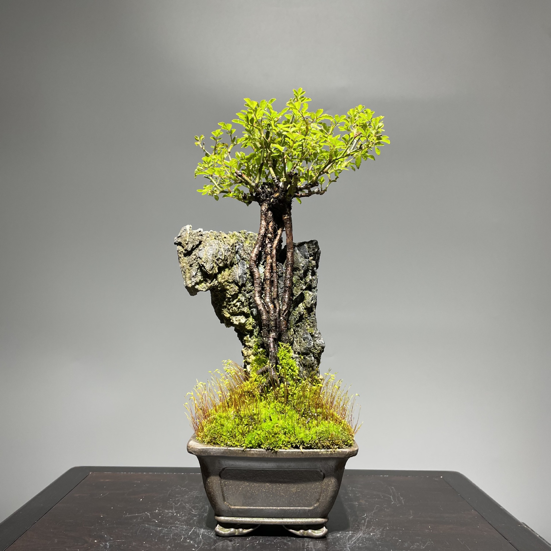 野蔷薇老桩藤本老桩盆景一物一拍室内外植物攀爬花卉四季好养包邮