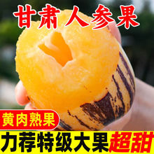 甘肃民勤人参果现摘现发树上熟应季新鲜黄果低糖