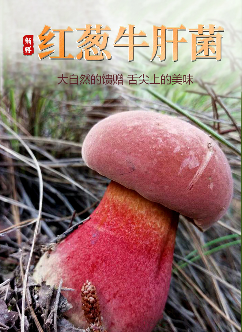 云南新鲜红葱牛肝菌见手青野生菌红见手鲜蘑菇食用菌批发代发