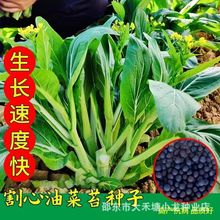 油菜苔种子四季蔬菜改良抽苔油菜心种籽菜薹油青菜心抽心油菜种籽