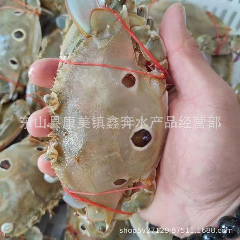 三眼蟹三目蟹三点蟹红星梭子蟹枪蟹海虫水蟹门蟹盖鱼童蟹-阿里巴巴