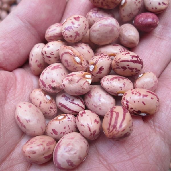 新货云南雀蛋豆子圆粒红花孔雀豆芙豆奶花芸豆杂粮1斤2斤3斤5斤