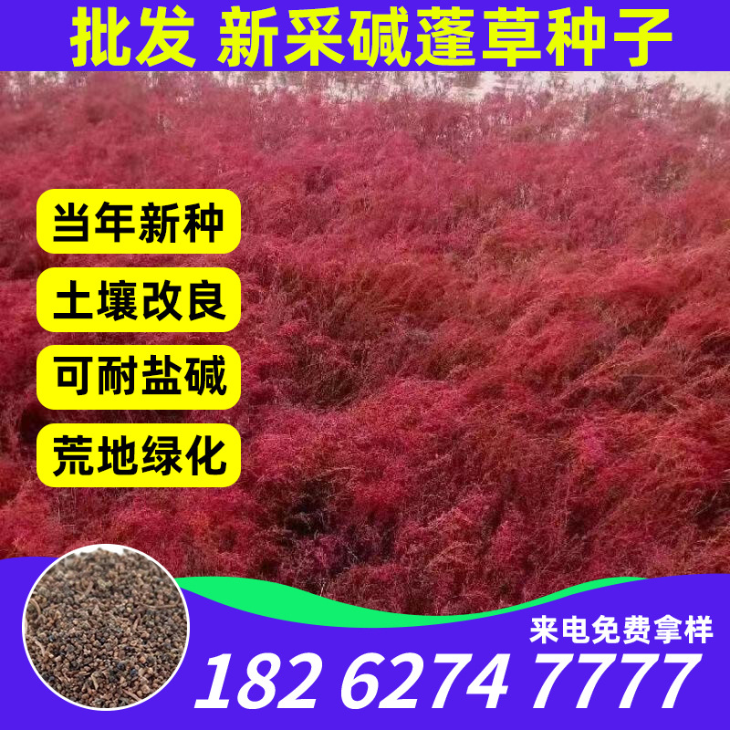 碱蓬草种子红色翅碱蓬卤蓬土壤改善沙荒地绿化耐盐碱治理土壤改良