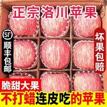 【顺丰】洛川红富士苹果水果红富士苹果苹果洛川冰糖心苹果水果