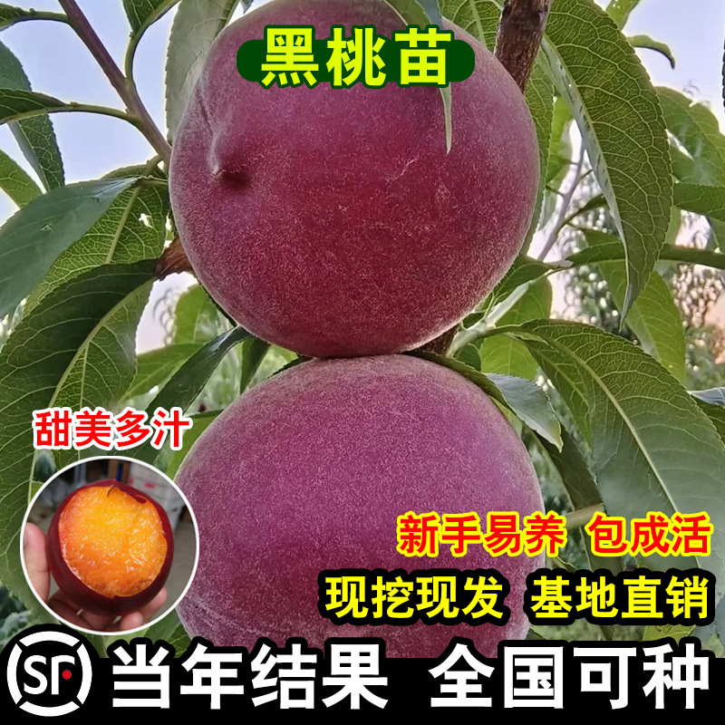 中华黑桃王桃树苗嫁接新品种黑桃皇后果树苗南方北方种植当年结果
