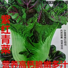 紫红青菜种子芥菜种子高钙红筋青菜大叶青菜腌制泡菜酸菜蔬菜种子