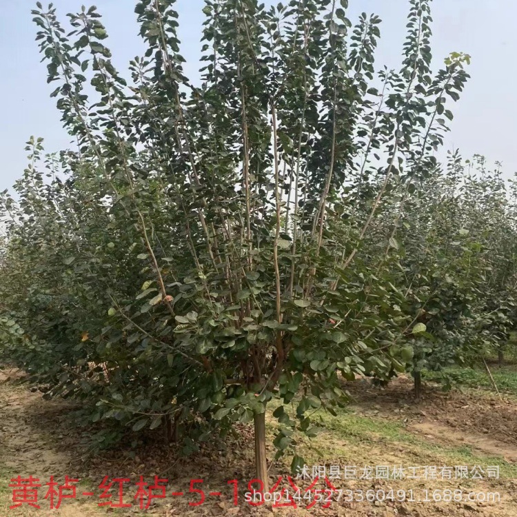黄栌树苗工程绿化苗木苗圃黄栌 庭院园林绿化苗木 规格齐全