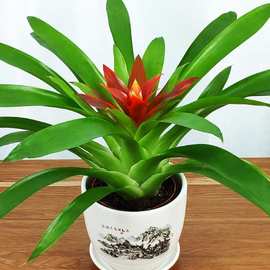 鸿运当头盆栽水培植物室内四季常青小红星绿植好养花卉凤梨花盆景