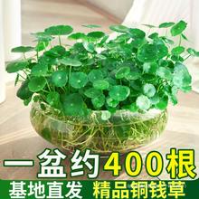 铜钱草小绿植水培植物水养草籽花卉室内盆栽金钱草四季好养活带叶