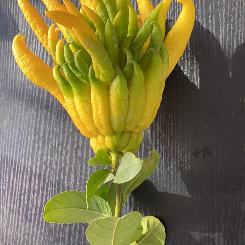 佛手柑金华佛手鲜果新鲜佛手果金佛手鲜果手摆放观赏清供把玩除