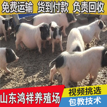 香猪养殖场 低价出售巴马香猪小香猪 包运输 巴马香猪小香猪价格