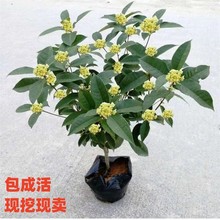 桂花树苗盆栽室内植物庭院地栽花卉四季桂金桂浓香型耐寒好养易活