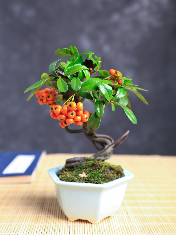 火棘盆景微型植物盆栽小品一物一拍室内窗台阳台好养悬崖造型老桩