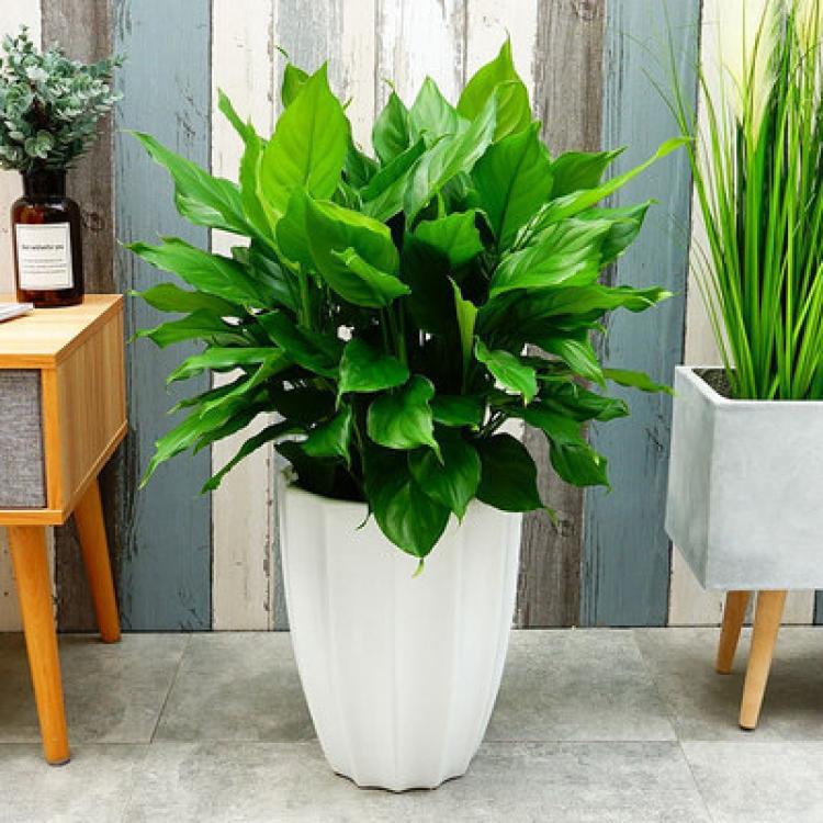 万年青盆栽植物室内大型绿植客厅吸甲醛净化空气容易养活大叶金钻