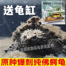 收佛鳄龟种龟,规格要求:5-15斤之间,母龟.