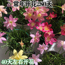 基地批发重瓣风雨兰种球四季开花庭院阳台盆栽花卉植物好养韭兰