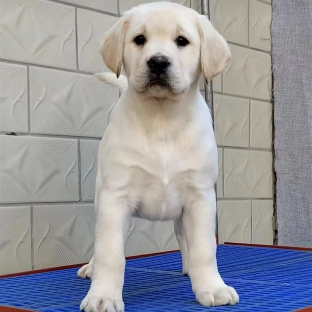 出售纯 种拉布拉多幼犬活体家养宠物狗大头版奶白色黑白色小狗崽