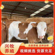 西门塔尔肉牛 牛场大量销售鲁西黄牛牛苗 西门塔尔牛来兴牧养殖场