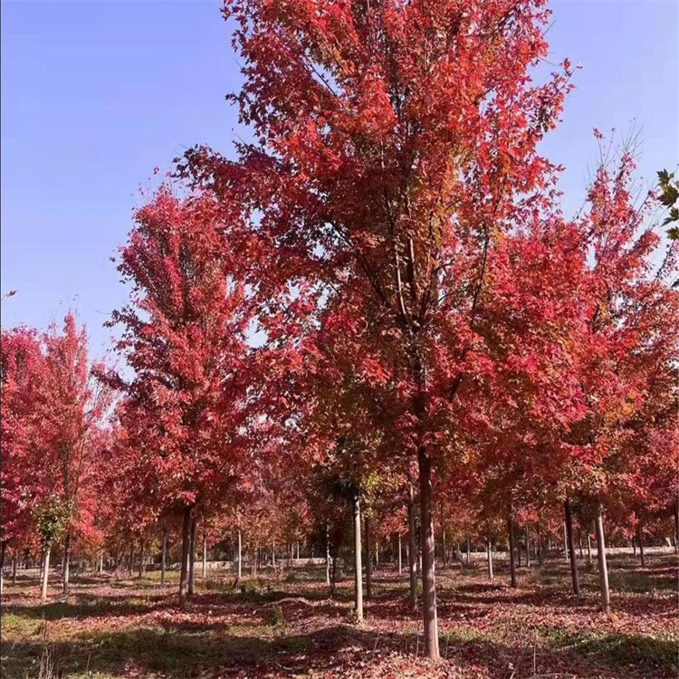 美国红枫8-17公分 庭院小区街道彩叶绿化树种 美国红枫-阿里巴巴