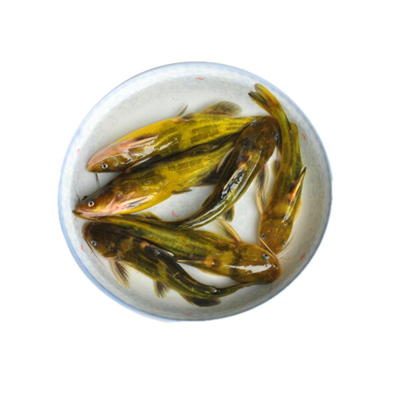 黄骨鱼淡水鱼新鲜黄辣丁活体现昂刺鱼月子黄颡鱼炖汤