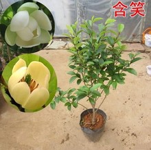 含笑花苗盆栽含笑花苗多季开花含笑花浓香花卉客厅室内芳香植物