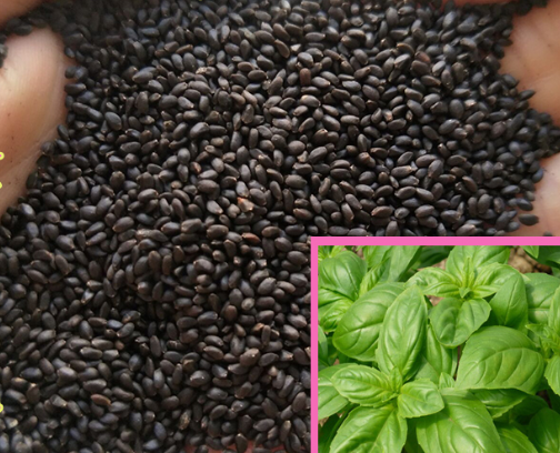 九层塔蔬菜种子