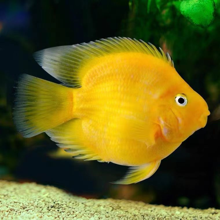 热带观赏鱼黄鹦鹉鱼活体金元宝财神发财风水鱼血鹦鹉鱼招财鱼活体