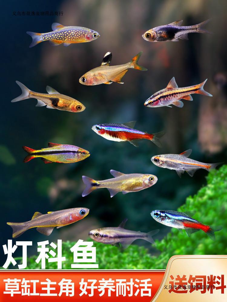 灯科鱼红绿灯小型热带鱼宝莲灯淡水鱼草缸群游孔雀活体好养观赏鱼