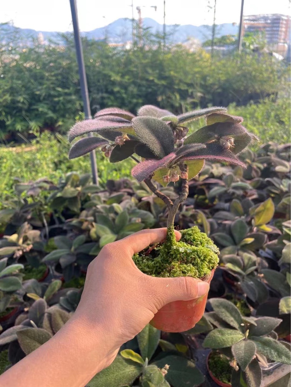 虎舌红两年苗野生虎舌红带果原盆发货紫金牛室内盆栽绿植好养花卉