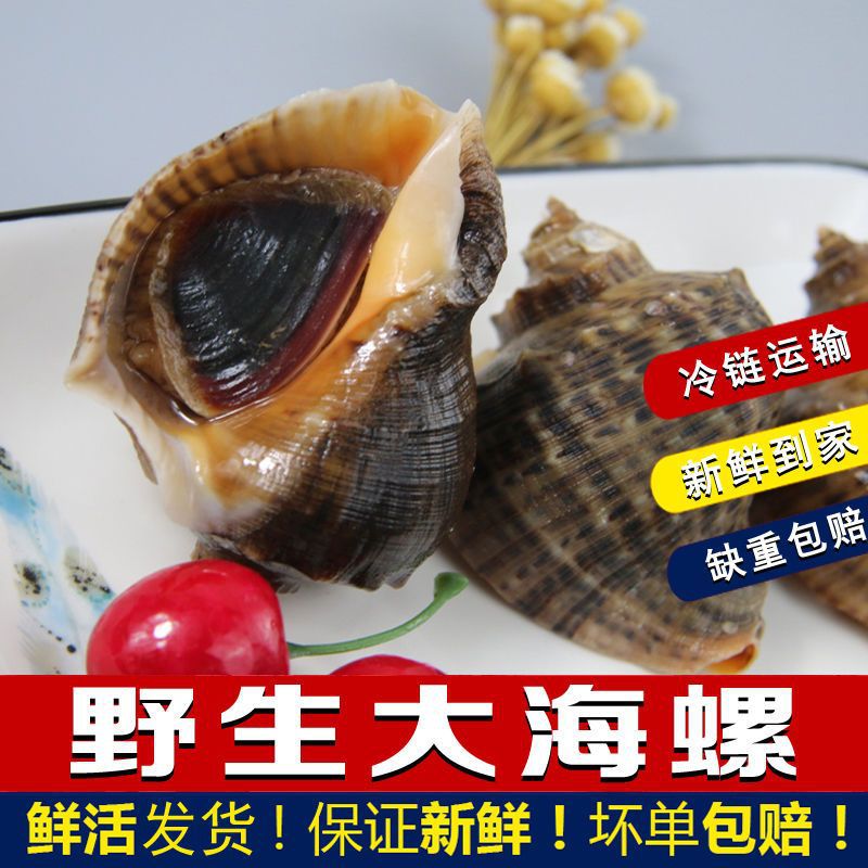 海螺鲜活野生新鲜大海螺包邮海鲜水产贝类野生现挖花螺包邮无