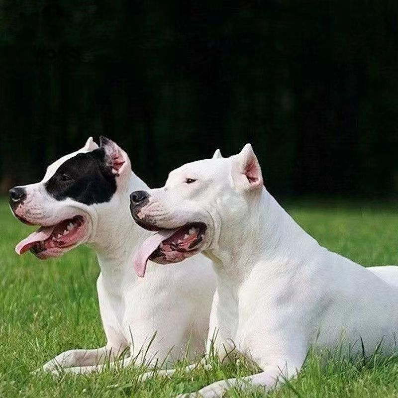 杜高幼犬活体狗狗杜高狩猎犬猛犬护卫犬大型犬野猪克星猎狗宠物犬