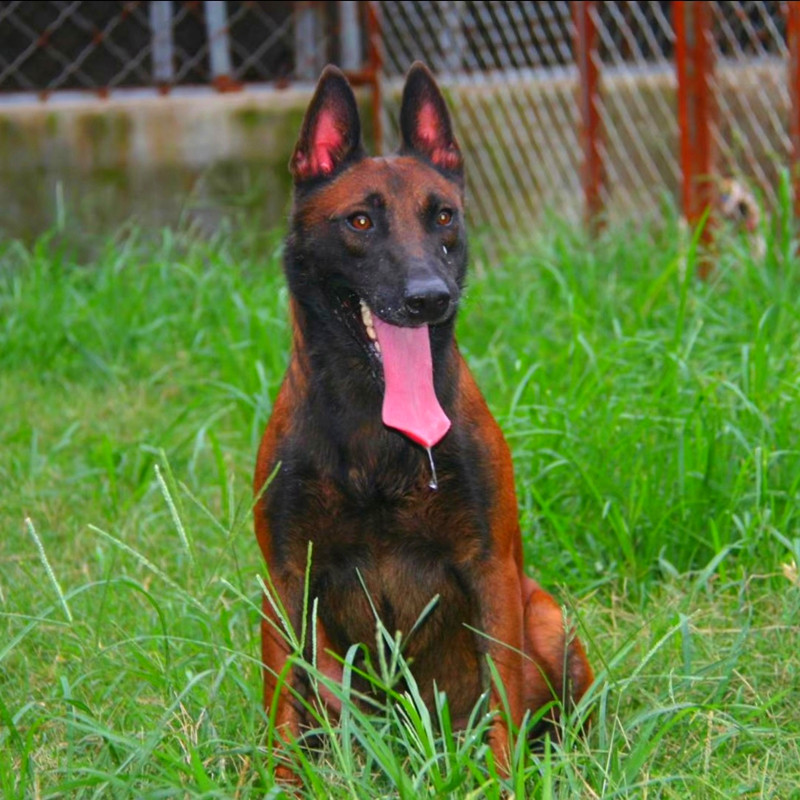 马犬幼犬纯种双血统爆红枣红色幼崽小狗警犬放牧看护科目犬小马犬
