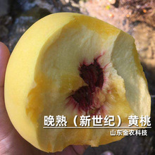 黄桃树苖桃树果苗嫁接苗冬桃油桃树果苗南方北方种植桃苗当年结果