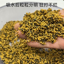 黑坑鲤鱼泡泡球鱼饵老滑回锅鱼浮水颗粒散炮饵料百万小