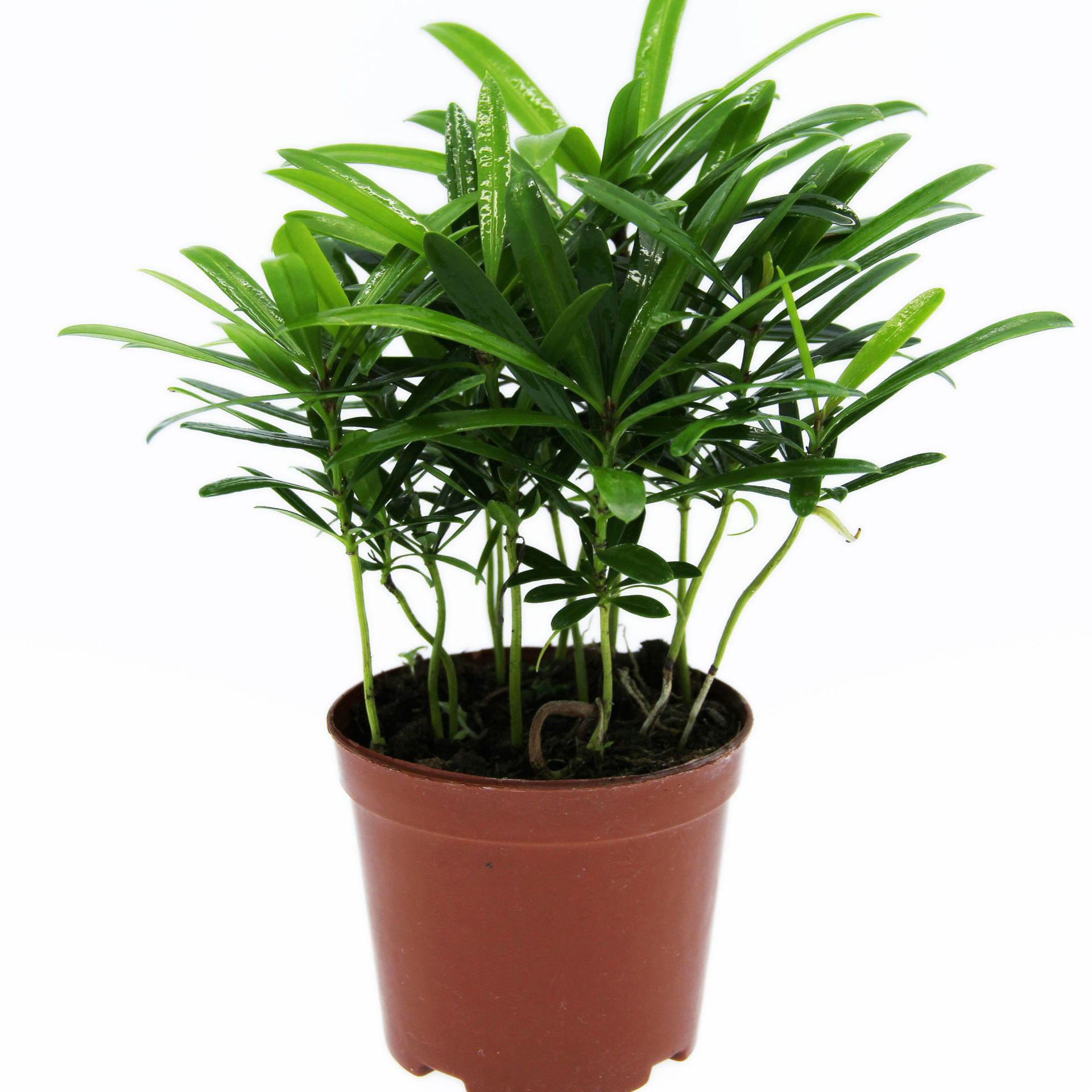 空间大世界 微景观植物 造景植物 叶罗汉松 创意家具小盆栽