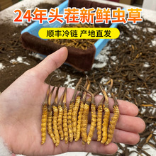 2024年头期头茬新鲜虫草 产地直发青藏高海拔新鲜冬虫夏草可代发