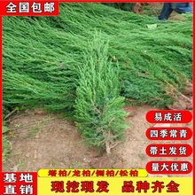 松柏树苗龙柏塔柏侧柏圆柏松树宝塔耐旱树耐寒四季常青工程绿化苗