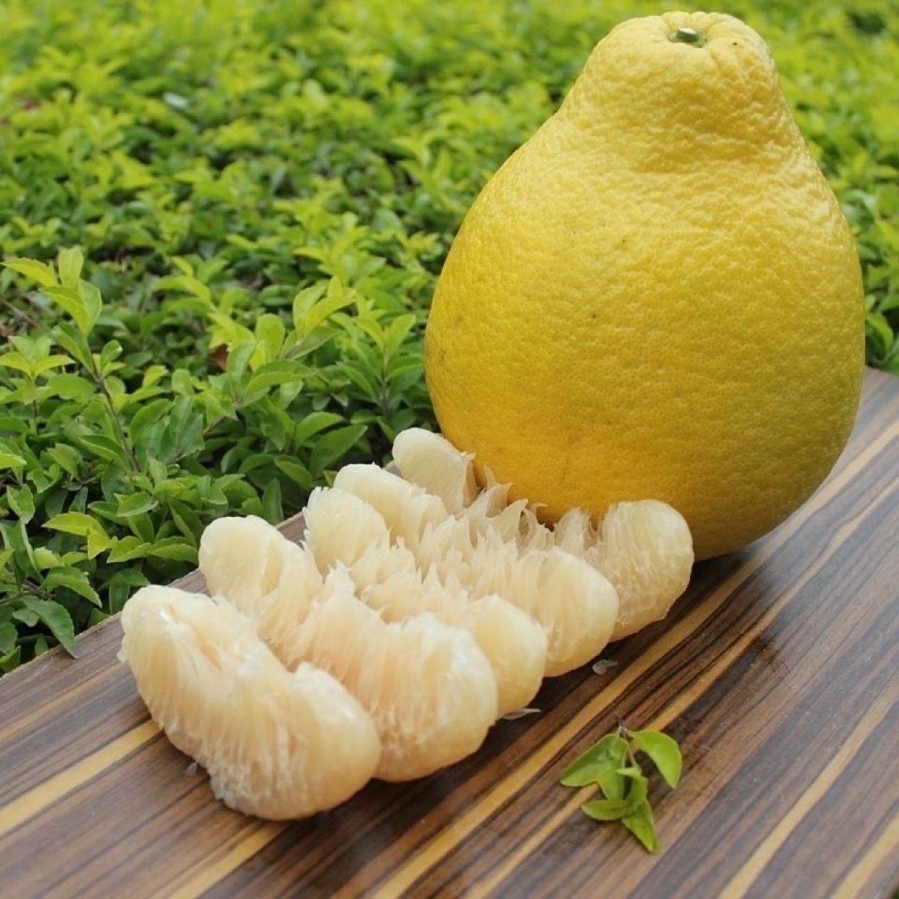 正宗梅州沙田柚 香柚纯甜冰糖柚新鲜柚子应季水果社区团购1.9一个