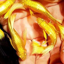 越南进口24k黄金满鳞金丝带孔雀鱼精品观赏鱼