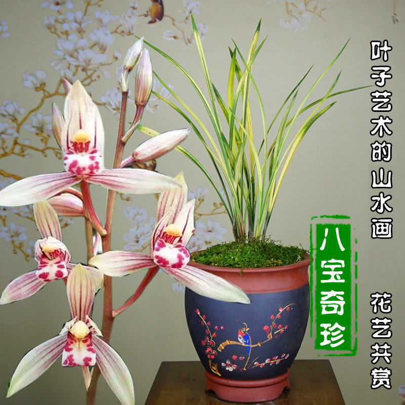 兰花苗建兰四季兰虎斑艺中透艺山水画 八宝奇珍 浓香型花卉易开花