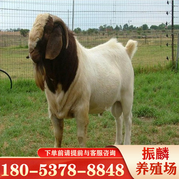 山羊长势快吗批发波尔山羊种羊母羊波尔山羊养殖场-阿里巴巴